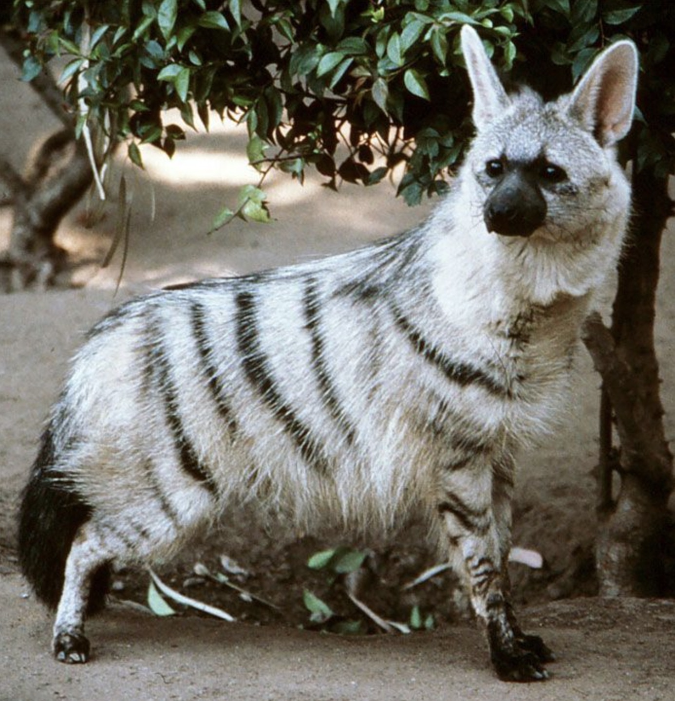 cute aardwolf